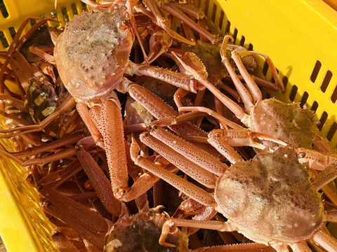 ※期間限定特売セール‼【北海道産】活ズワイガニ　サイズ小中　2.5kg