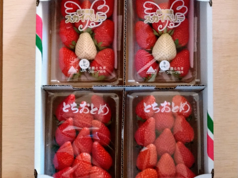 とちおとめとスカイベリー、白いちごの食べ比べセット
【いちご食べ比べ】