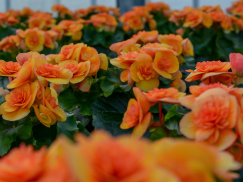 【贈答用】ゴールデンイエローが目を引く男性にも人気品種です。エラチオールベゴニア【レビータ】4.5寸