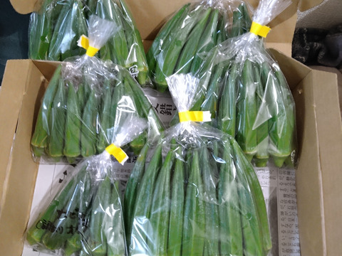 食べ切り🉐ネバネバたっぷり！石垣島産バラエティオクラ　5袋(1袋/13〜15本入)
小さいのや、大きいのや、太いのや、色々なオクラの詰め合わせ‼️