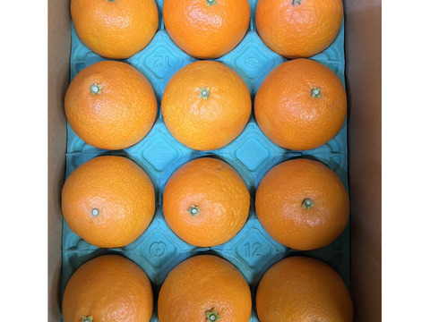 ★お歳暮にぴったり！　木下さんちのまどんな　贈答用9〜12玉✖︎2箱