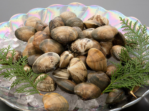 完全国産活あさり【さりひめ】1kg