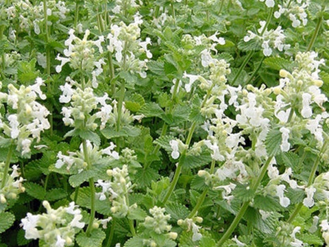 2個セット キャットミント（ネペタ）ファッシーニアルバ ハーブ苗 宿根草 多年草