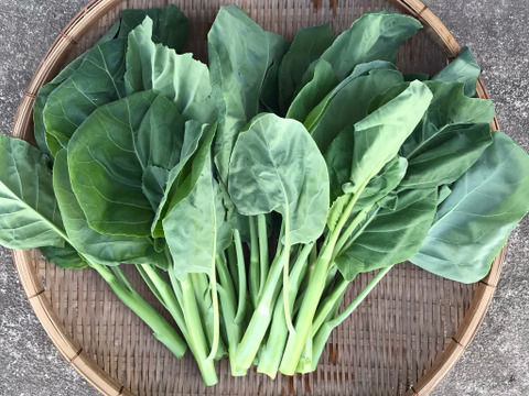 芥蘭(カイラン） 1kg／コリコリ食感、日本ではなかなか手に入らない中国の定番野菜！