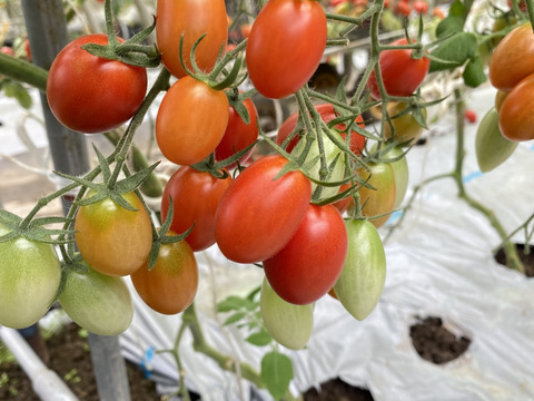 【朝市限定】【とまほっぺ】アイコトマト 1kg｜愛媛・久万高原直送