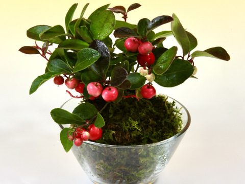 〜優しい空間を〜苔玉チェッカーべリー