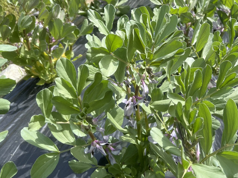 【予約販売・初夏限定】そら豆（京都産）2kg｜農薬・化学肥料不使用