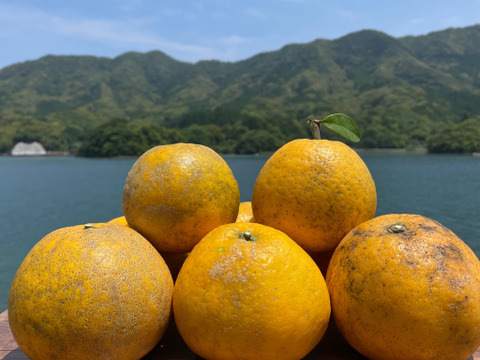 箱込み4kg 自然栽培の和製グレープフルーツ【紅河内晩柑】栽培期間中農薬不使用　天草特産の和製グレープフルーツ