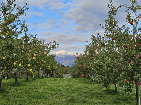 青森県産サンふじりんご約3㎏（キャップ8～10個）