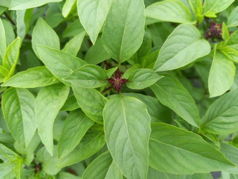 タイバジル　100g