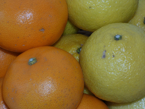 柑橘食べ比べ　せとか８個、はるか１３個、甘夏２個　合計５ｋｇ