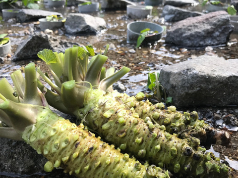 伊豆 Wasabi わさび茎漬け 醤油漬け 加工品２点セット 静岡県産 食べチョク 農家 漁師の産直ネット通販 旬の食材を生産者直送
