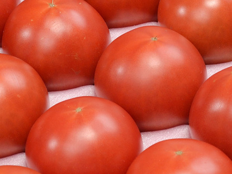 旨み凝縮！！濃厚トマト、黒木園芸のセレブスイート1ｋｇ（12~24玉