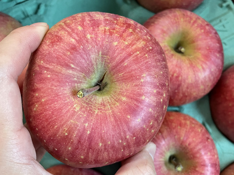 【個性溢れるりんごたち】『サンふじ』５キロ【１２〜２０玉入り】【家庭用】【訳あり】🍎山形りんご🍎