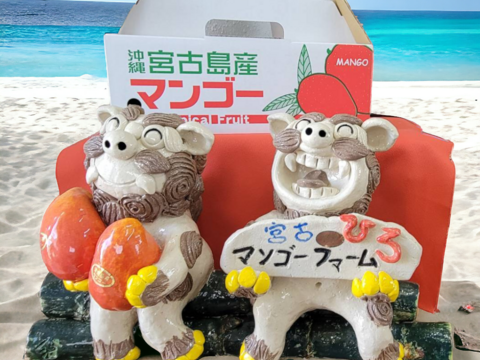 【家庭用】宮古島産完熟マンゴー1㎏(2～3玉)