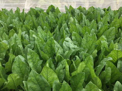 ほうれん草（200g x 3袋）+ 小松菜（250g x 2袋）　＜農薬・化学肥料不使用＞