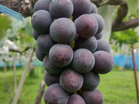 粒が取れちゃうほど完熟　甘さと酸味のバランスちょどいい　脱粒巨峰　800g（2～３房）　秀品【着日指定不可商品】