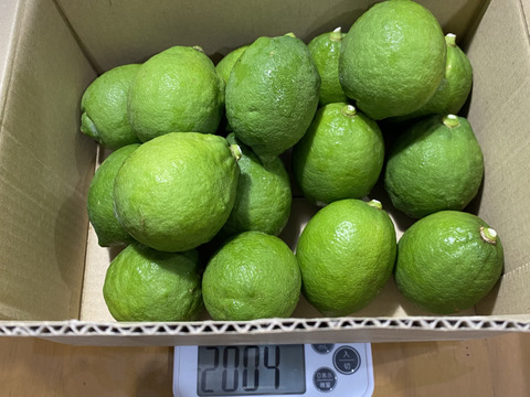 訳あり　愛媛県産　瀬戸内　栽培期間中農薬不使用　国産レモン　2kg