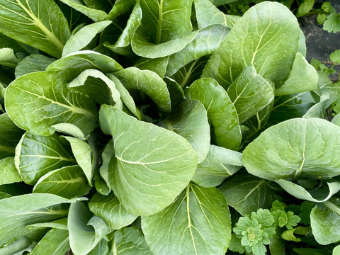 小松菜4kg(200g×20袋) 農薬・化学肥料不使用