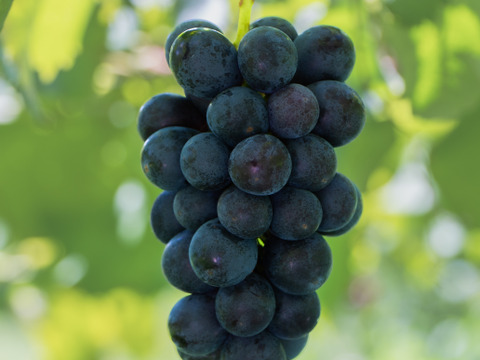 【粒売り】ナガノパープル 長野県産 #皮ごと食べれる#種無しぶどう 1kg