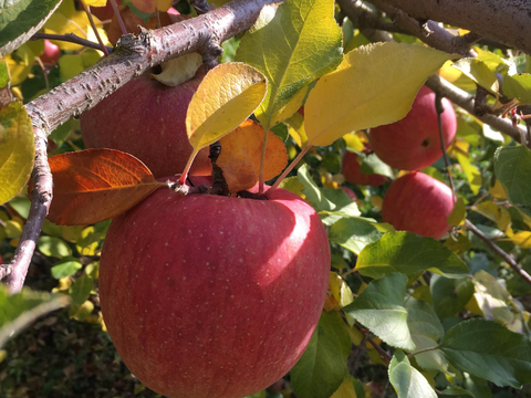 小玉のりんご🍎小さくてもお日様たっぷり浴びた葉とらずサンふじ：長野