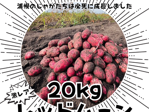 ねっとり系レアじゃが※雪夏稚くんのじゃがいもレッドムーンver. 20kg