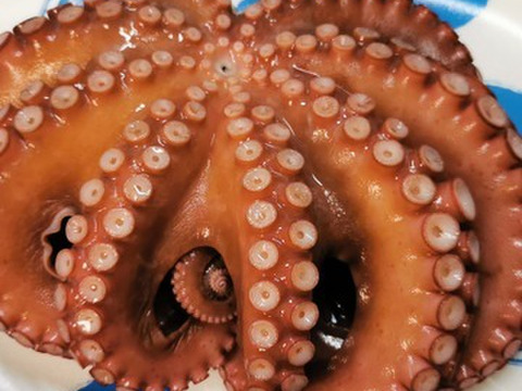 中小１ｋｇ（約2杯）旨いマダコ タコ 真蛸 宮城県産 活〆発送です。まだこ たこ タコ刺し身 刺身 オクトパス タコ焼きにも タコ焼き タコから揚げ タコ唐揚げ