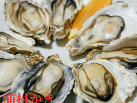 【生牡蠣】【生食用】三重県産 浦村かき カンカン焼き（殻付き Mサイズ牡蠣 約40個前後、約4キロ入り）
牡蠣 カキ 貝類 海鮮 BBQ お歳暮 熨斗対応　海のミルク【冬ギフト】