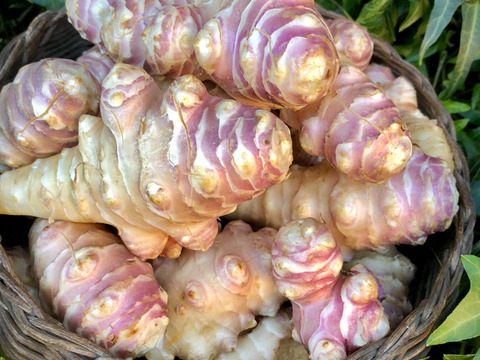 サイズいろいろ＊菊芋(赤)3kg＊掘りたてを洗ってお届け〜