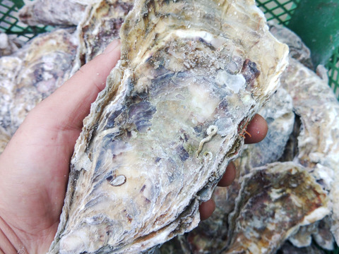 デカい牡蠣 殻付き 牡蠣 ３年牡蠣 ３ｋｇ 冷凍便 ３キロ 宮城県産 殻付き牡蠣 殻付き 殻付 カキ 加熱用 松島牡蠣屋 宮城県産 食べチョク 農家 漁師の産直ネット通販 旬の食材を生産者直送