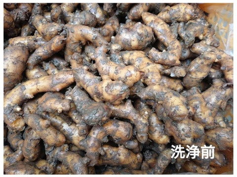 【冷凍】刻み生姜 １００ｇ×５パック　高知県産　ご家庭用