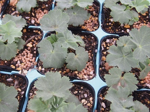 2個セット アルケミラ モリス 宿根草 多年草 カラーリーフ