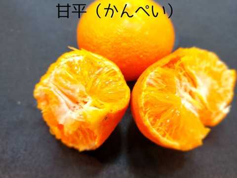 箱込約５㌔　柑橘あじくらべ　5種類以上はいって旬の美味しい果実があじくらべ