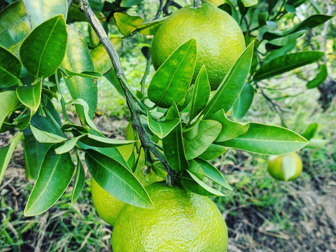 香りバツグン！【ピール用皮】柑橘王国愛媛の伊予柑皮1kg