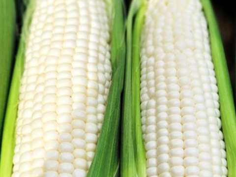 ホイップコーン 5000粒以上 ホイップコーン 5000粒以上 ホイップコーン スイートコーン