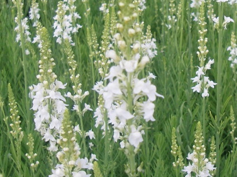 2個セット リナリア スプリング サイド ホワイト  ホワイトガーデン イングリッシュガーデン 花苗 多年草 宿根草