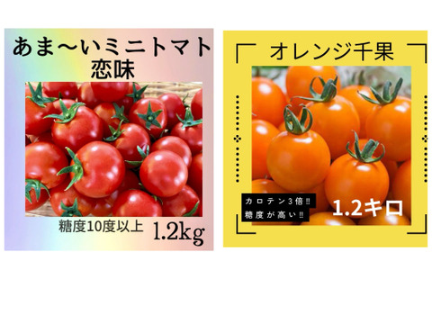 公式限定 福袋 - 公式通販オンラインショップ ミニトマトオレンジ千果‼️と恋味のセット：兵庫県産のオレンジ 野菜