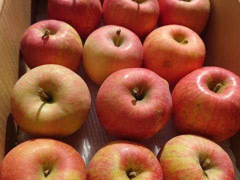 【規格外】早生ふじ『やたか』6㎏　秋田県産