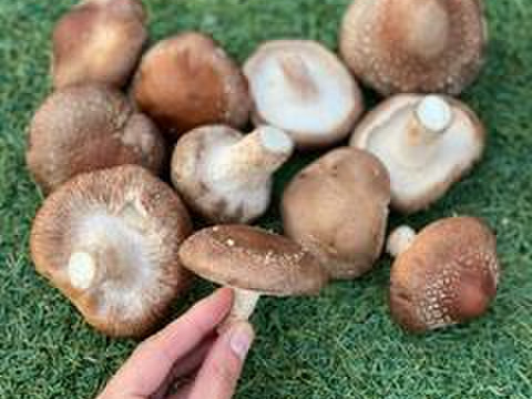 見た目はちょっぴり個性あり。。。訳あり椎茸1ｋｇ