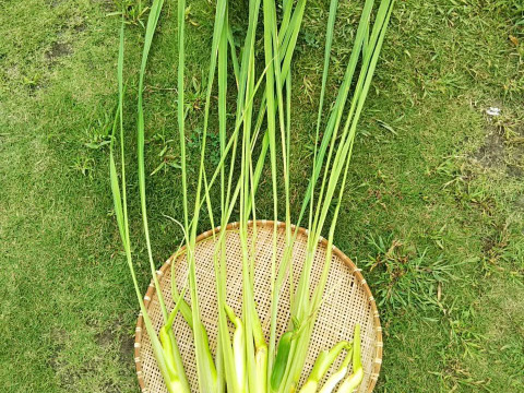 今が旬！秋の味覚『マコモタケ』1.5㎏