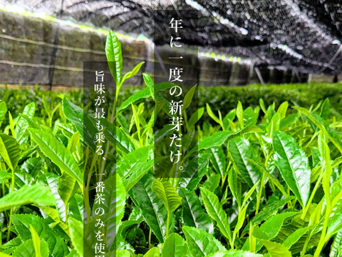 舞鶴抹茶｜一番茶・石臼挽き 【40g】