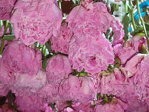 全商品オープニング価格！ 芍薬(シャクヤク) ドライフラワー おまかせ10本セット お花 はな フラワー・リース