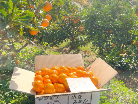 滑らかな舌触り！あふれる果汁！糖度だけでは測れない深い甘みとコク！匠の技が光る『頑固みかん』Mサイズ、10kg