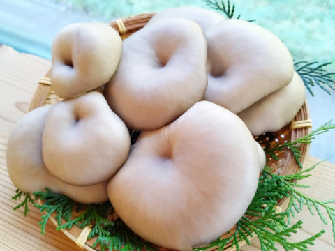 今が旬！肉厚ジューシー『原木ひらたけ』250g ×2P