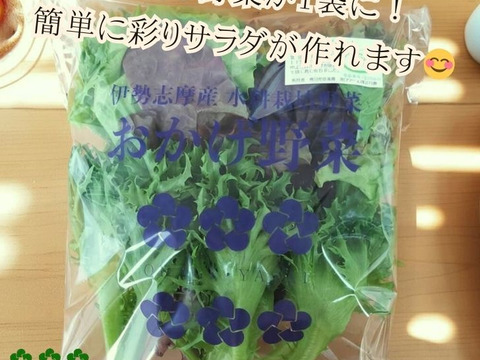 【JGAP認証】おかげ野菜 サラダセット 140g おうちでレストランのような「映える」サラダを！サラダ 生野菜 セット  水耕栽培 農家直送