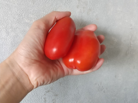 トマトソース作りに◎【有機JAS認証・固定種】トマト サンマルツァーノ 1kg 南アルプスの有機野菜