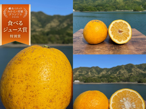 箱込み4kg 3種の柑橘（河内晩柑・紅河内晩柑・甘夏）【柑橘食べ比べ】