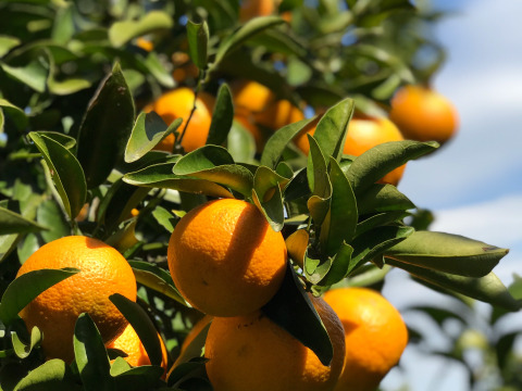 The citrus【Beni NEW SUMMER ORANGE】 紅ニューサマーオレンジ 2023 約8kg