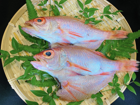 太陽ののどぐろ こだわりの一夜干し6匹セットsサイズ 島根県産 食べチョク 農家 漁師の産直ネット通販 旬の食材を生産者直送