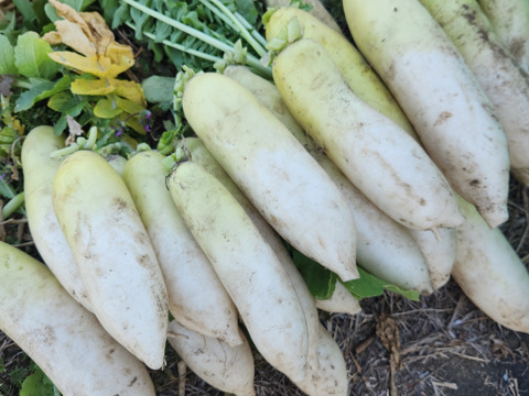 鹿児島県産　新鮮大根　3kg